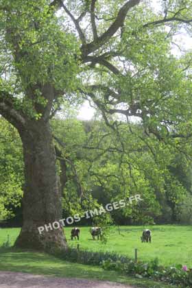 La campagne de l'Abbaye de Hambye en photo actuelle