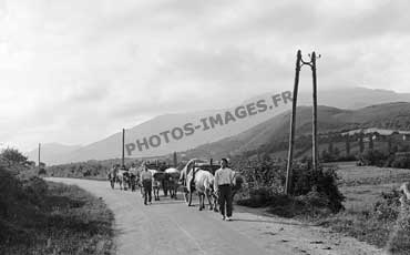 Photo ancienne d'un attelage de boeufs dans la région de Saint-Jean-de-Luz 