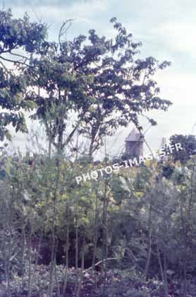 Ancienne photo du moulin de Sainte-Radegonde-des-Noyers sur une diapo de 1960