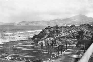 Photo ancienne de la plage et les pins à Argelès en 1950