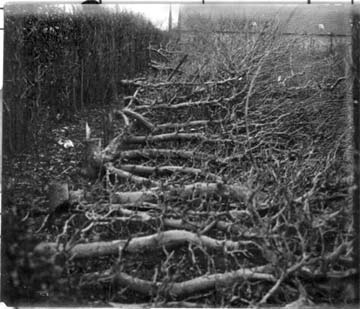 Jardin d'une maison à Verlaines pendant la guerre de 1914-1918 ww1 et ses arbres fruitiers couchés